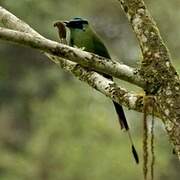 Andean Motmot