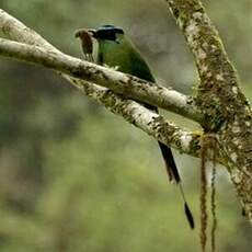 Motmot d'Équateur