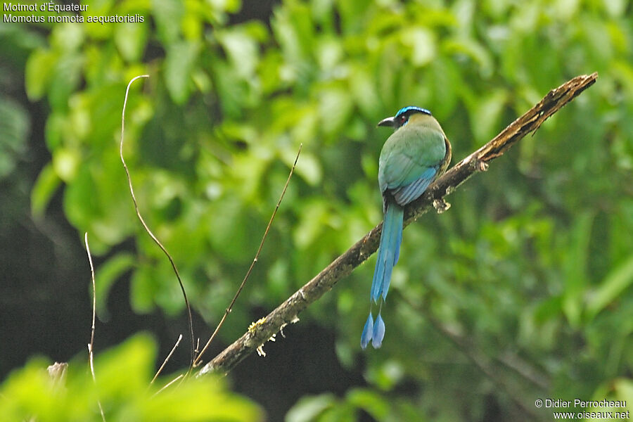 Motmot d'Équateur