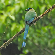 Motmot d'Équateur