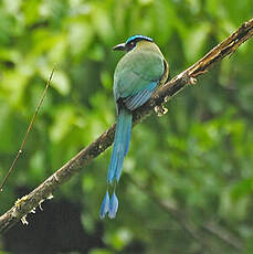 Motmot d'Équateur