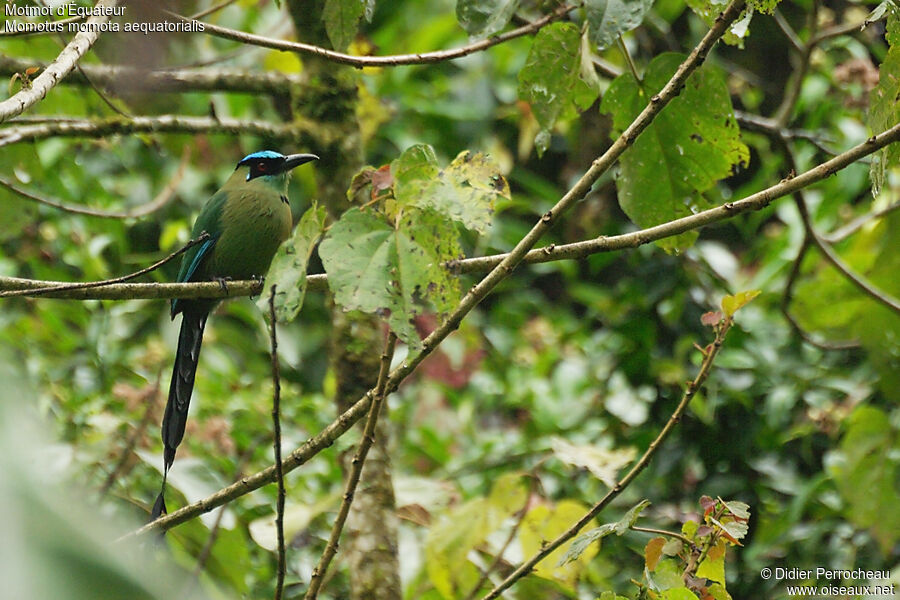 Motmot d'Équateur