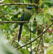 Andean Motmot