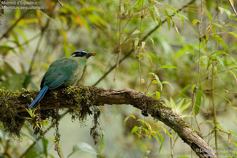 Motmot d'Équateur