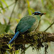 Motmot d'Équateur