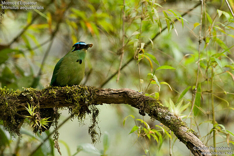 Motmot d'Équateur