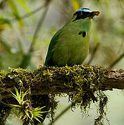 Motmot d'Équateur