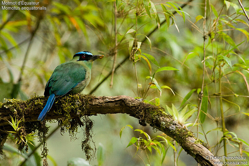 Motmot d'Équateur