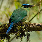 Andean Motmot