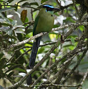 Motmot d'Équateur