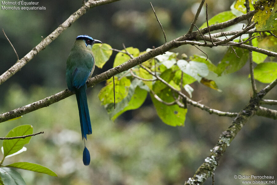 Motmot d'Équateur