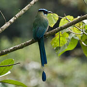 Motmot d'Équateur