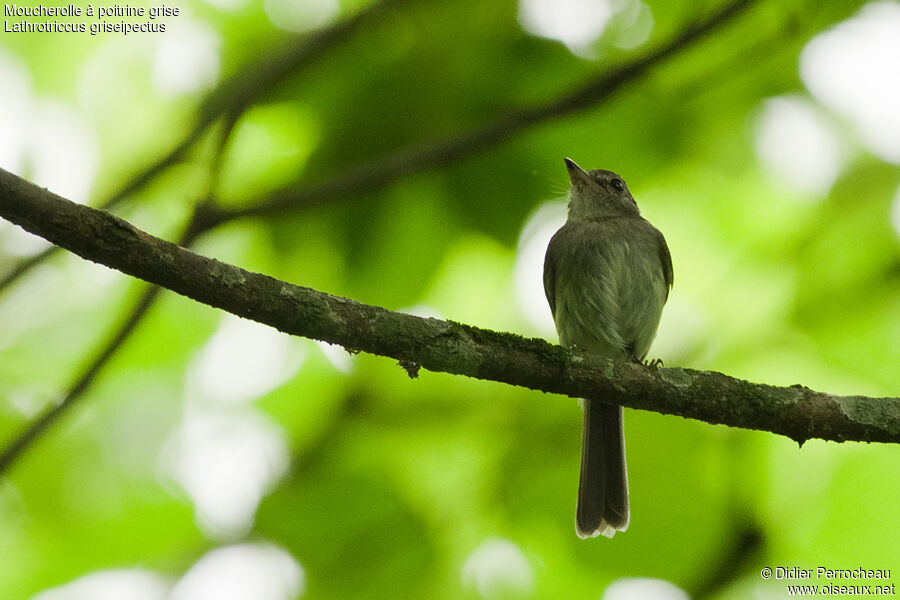 Grey-breasted Flycatcher