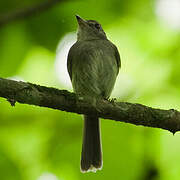 Grey-breasted Flycatcher