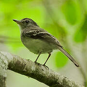 Grey-breasted Flycatcher