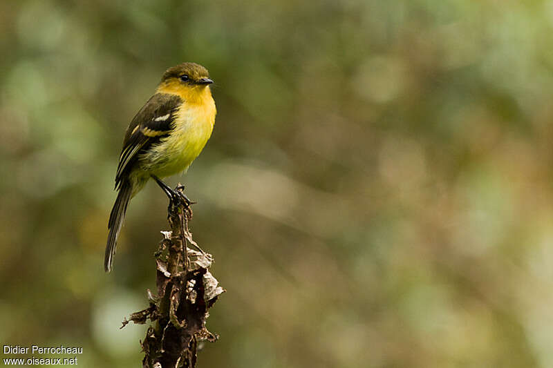 Ochraceous-breasted Flycatcher, identification