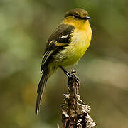 Ochraceous-breasted Flycatcher