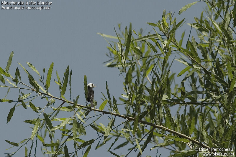 White-headed Marsh Tyrant