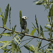 White-headed Marsh Tyrant