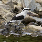 Masked Water Tyrant