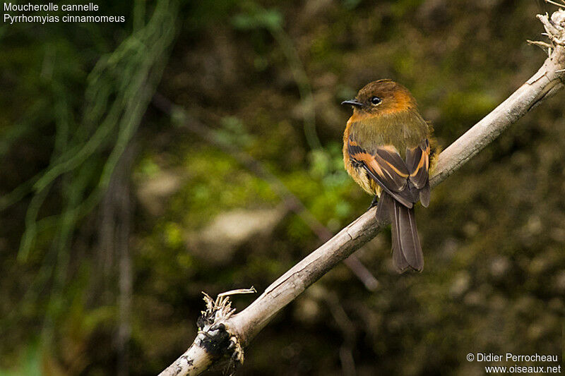 Cinnamon Flycatcher