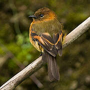 Cinnamon Flycatcher