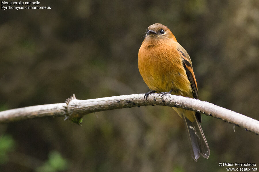 Cinnamon Flycatcher