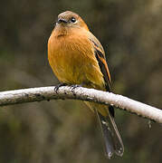 Cinnamon Flycatcher