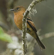 Cinnamon Flycatcher