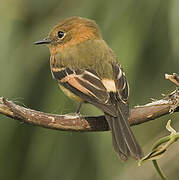 Cinnamon Flycatcher