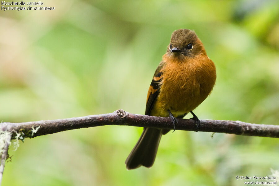 Cinnamon Flycatcher