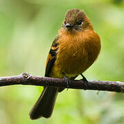 Cinnamon Flycatcher