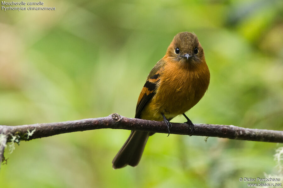 Cinnamon Flycatcher