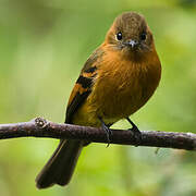 Cinnamon Flycatcher