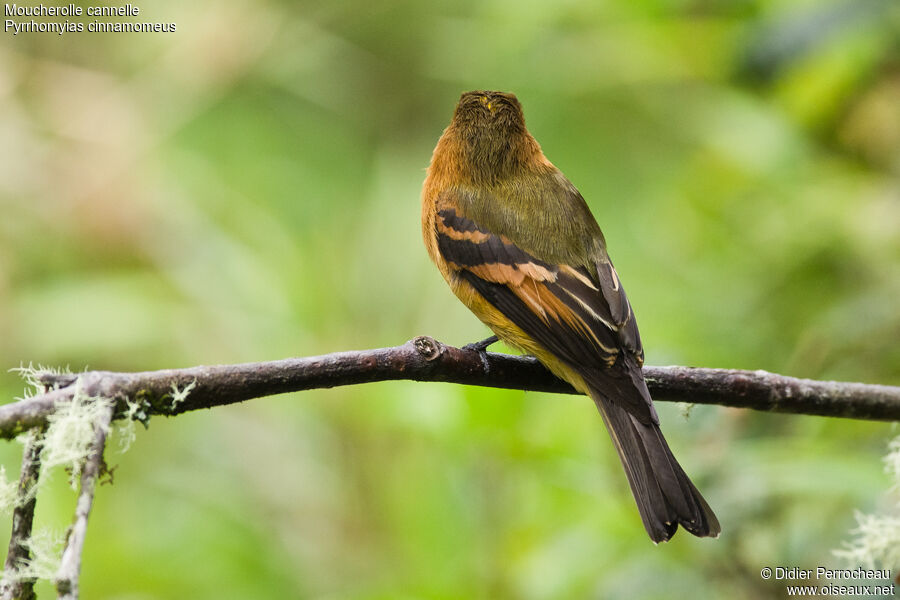 Cinnamon Flycatcher