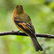 Cinnamon Flycatcher