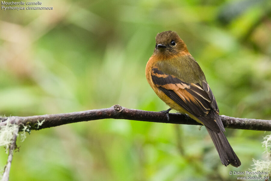 Cinnamon Flycatcher