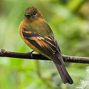 Cinnamon Flycatcher