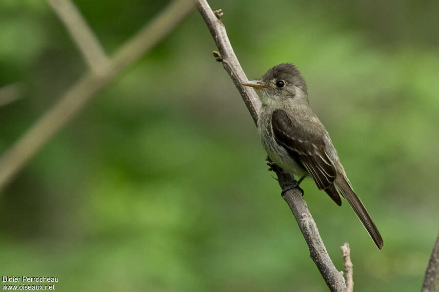 Southern Tropical Peweeadult, identification