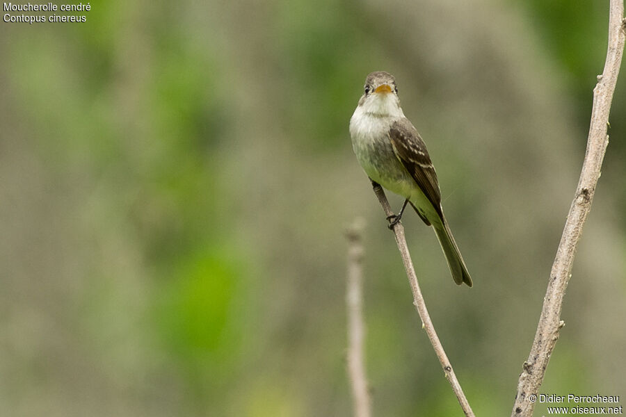 Southern Tropical Pewee