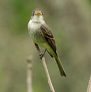 Tropical Pewee