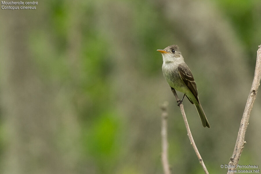 Southern Tropical Pewee