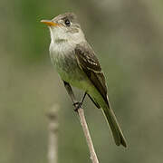 Southern Tropical Pewee