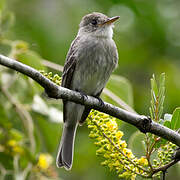 Southern Tropical Pewee