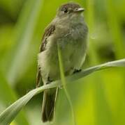 Alder Flycatcher