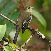 Alder Flycatcher