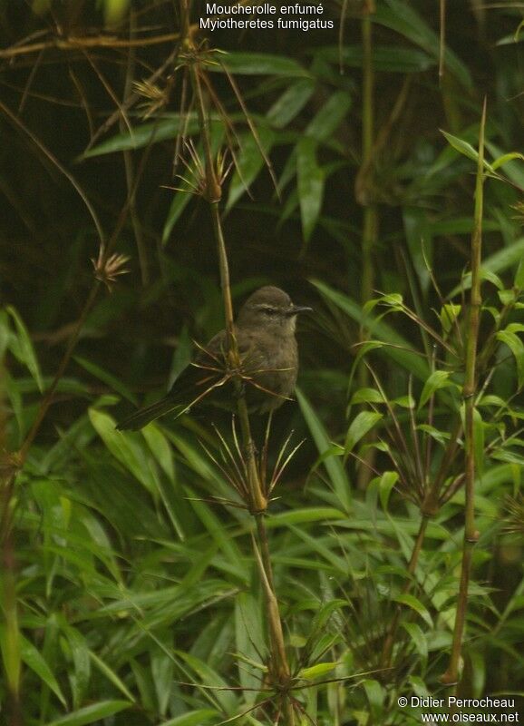 Smoky Bush Tyrant