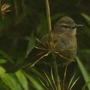 Smoky Bush Tyrant