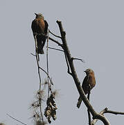 Cliff Flycatcher