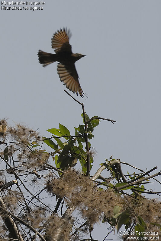 Moucherolle hirondelle, Vol